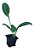 Kit 10 Mudas - Horta Medicinal - Diversas - Monte Seu Kit - Imagem 2