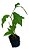 1 Muda De Guiné Petiveria  - Planta Medicinal - Imagem 1
