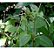 1 Muda De Guiné Petiveria  - Planta Medicinal - Imagem 2