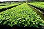 5000 Sementes De Café Arábica Catuaí Vermelho - Imagem 6