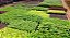 10 Mudas De Alface Roxa Lisa Crespa Americana  + Manual - Imagem 3
