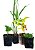 Kit 20 Mudas - Horta Medicinal - Diversas - Monte Seu Kit - Imagem 3