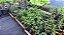 Kit 20 Mudas - Horta Medicinal - Diversas - Monte Seu Kit - Imagem 1