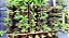 Kit 20 Mudas - Horta Medicinal - Diversas - Monte Seu Kit - Imagem 2