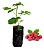 1 Muda De Framboesa (frutas Vermelhas) + Manual De Plantio! - Imagem 4