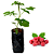 1 Muda De Framboesa (frutas Vermelhas)  + Manual De Plantio - Imagem 1