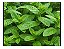 1 Muda Da Menta Legítima - Planta Medicinal + Manual - Imagem 7