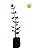 Kit - 15 Mudas Plantas Medicinais - Diversas + Manual - Imagem 1