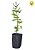 Kit - 6 Mudas Plantas Medicinais - Diversas + Manual - Imagem 1