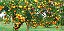 6 Kits - Adubo Completo P/ Frutificação Pomares Frutíferas - Imagem 4