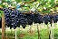 6 Kits - Adubo Completo P/ Frutificação Pomares Frutíferas - Imagem 3