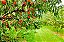 6 Kits - Adubo Completo P/ Frutificação Pomares Frutíferas - Imagem 2