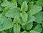 1 Muda De Melissa  Alta Qualidade - Planta Medicinal - Imagem 10