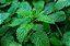 1 Muda De Melissa  Alta Qualidade - Planta Medicinal - Imagem 9