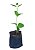1 Muda De Melissa  Alta Qualidade - Planta Medicinal - Imagem 8