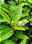 Kit - 10 Mudas Plantas Medicinais - Diversas + Manual! - Imagem 2