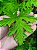 Kit - 10 Mudas Plantas Medicinais - Diversas + Manual! - Imagem 7