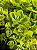 Kit - 10 Mudas Plantas Medicinais - Diversas + Manual! - Imagem 11