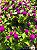 Kit - 10 Mudas Plantas Medicinais - Diversas + Manual! - Imagem 9