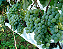 3 Muda De Uva / Videira  + Manual - Diversas Cultivares - Imagem 2