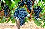 3 Muda De Uva / Videira  + Manual - Diversas Cultivares - Imagem 4