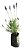 5 Muda De Lavanda Alfazema - Alta Qualidade + Manual - Imagem 1