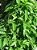1 Muda De Guaco  Alta Qualidade - Planta Medicinal - Imagem 5