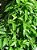 1 Muda De Guaco  Alta Qualidade - Planta Medicinal - Imagem 2