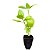 Kit 5 Mudas De Hortaliças ou Plantas Medicinais- Escolha após compra + Manual De Plantio! - Imagem 2