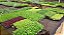 Kit 5 Mudas De Hortaliças Plantas Medicinais Monte Seu Kit - Imagem 1