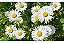 Kit 5 Mudas De Hortaliças Plantas Medicinais Monte Seu Kit - Imagem 6