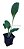 Kit 5 Mudas De Hortaliças Plantas Medicinais Monte Seu Kit - Imagem 7