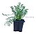 Kit 5 Mudas De Hortaliças Plantas Medicinais Monte Seu Kit - Imagem 5