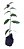 Kit 5 Mudas De Hortaliças Plantas Medicinais Monte Seu Kit - Imagem 2