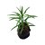 1 Muda De Arnica - Alta Qualidade - Planta Medicinal - Imagem 6