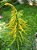 1 Muda De Arnica - Alta Qualidade - Planta Medicinal - Imagem 2