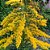 1 Muda De Arnica - Alta Qualidade - Planta Medicinal - Imagem 4
