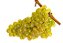 50 Mudas De Uva Chardonnay + Manual De Plantio - Imagem 3