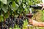 5 Mudas De Uva Isabel Para Consumo, Suco E Vinho + Brinde - Imagem 4