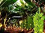 Kit 20 Mudas De Banana Maçã, Prata Ou Caturra - Imagem 6