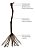 10 Mudas De Uva Diversas + 5 Kits Adubo + Manual - Imagem 1