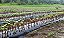 10 Mudas De Uva Diversas + 5 Kits Adubo + Manual - Imagem 4