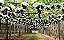 10 Mudas De Uva Diversas + 5 Kits Adubo + Manual - Imagem 5