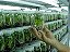 Kit 10 Mudas De Banana Micropropagadas - Maçã Prata E Nanica - Imagem 10