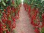 60 Kits De Adubo Orgânico P/ Plantio Mudas De Tomate - Imagem 3