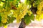 5 Mudas De Uva / Videira Diversas Cultivares + Manual - Imagem 4