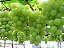 8 Mudas De Uva / Videira Diversas Cultivares + Manual - Imagem 3