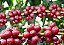 Mudas De Café Arábica Catuaí Vermelho + Manual De Plantio - Imagem 4