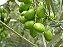 10 Mudas De Uva/videira Enxertadas + 2 Oliveira + Manual - Imagem 4