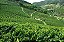 Kit 20 - Mudas Café Especiais + Manual Plantio - Imagem 9